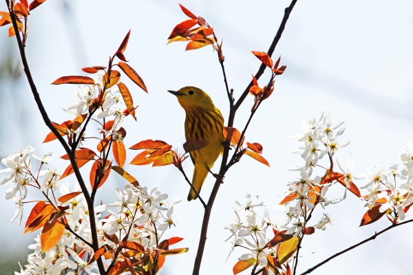 Yellow Warbler by Deb Oppermann